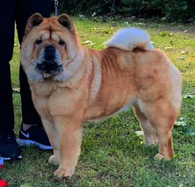 Valby Chow Noble Melody, chow chow, breed of chow chow
